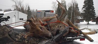 Some deer come in for a beer